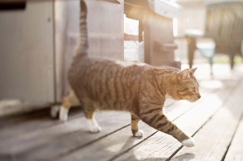 tilt shift cat photo