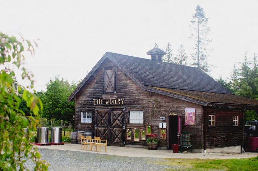 foggy day at starling lane winery