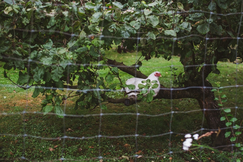 The infamous chicken in the tree at Sea Star Cottage, Galiano Island