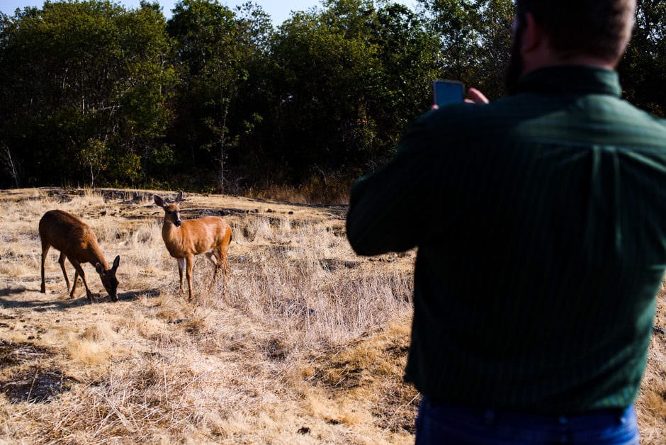 photographing deer in oak bay bc