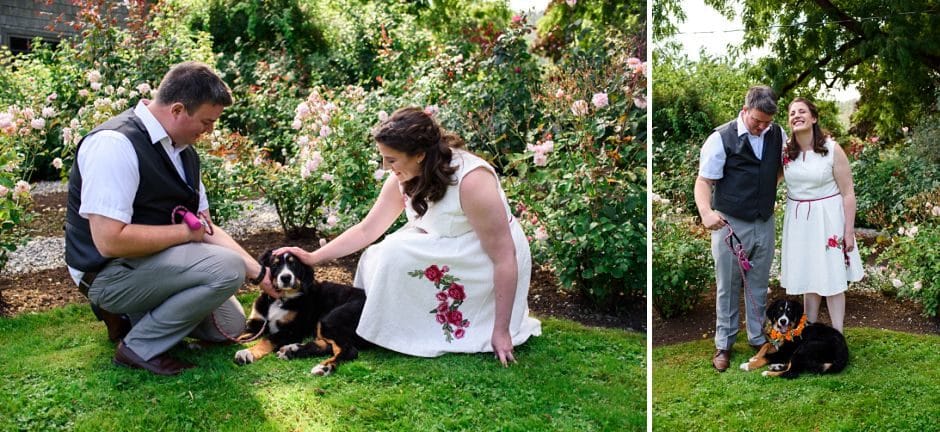 bernese puppy at wedding