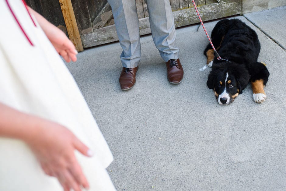 moping puppy at wedding